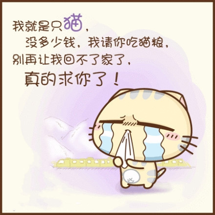 小猫图文系列18